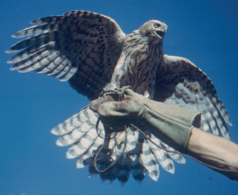 The Hawk has been the official mascot for the College since 1951, when the student body voted in favor of the hawk as a symbol of “the spirit of New Paltz courage, good will and good sportsmanship.”