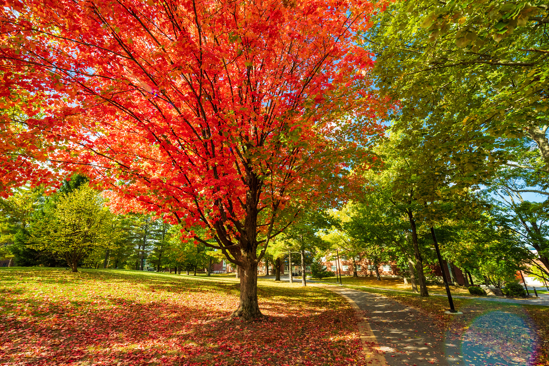 fall campus