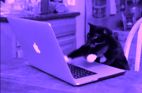 cat typing at computer