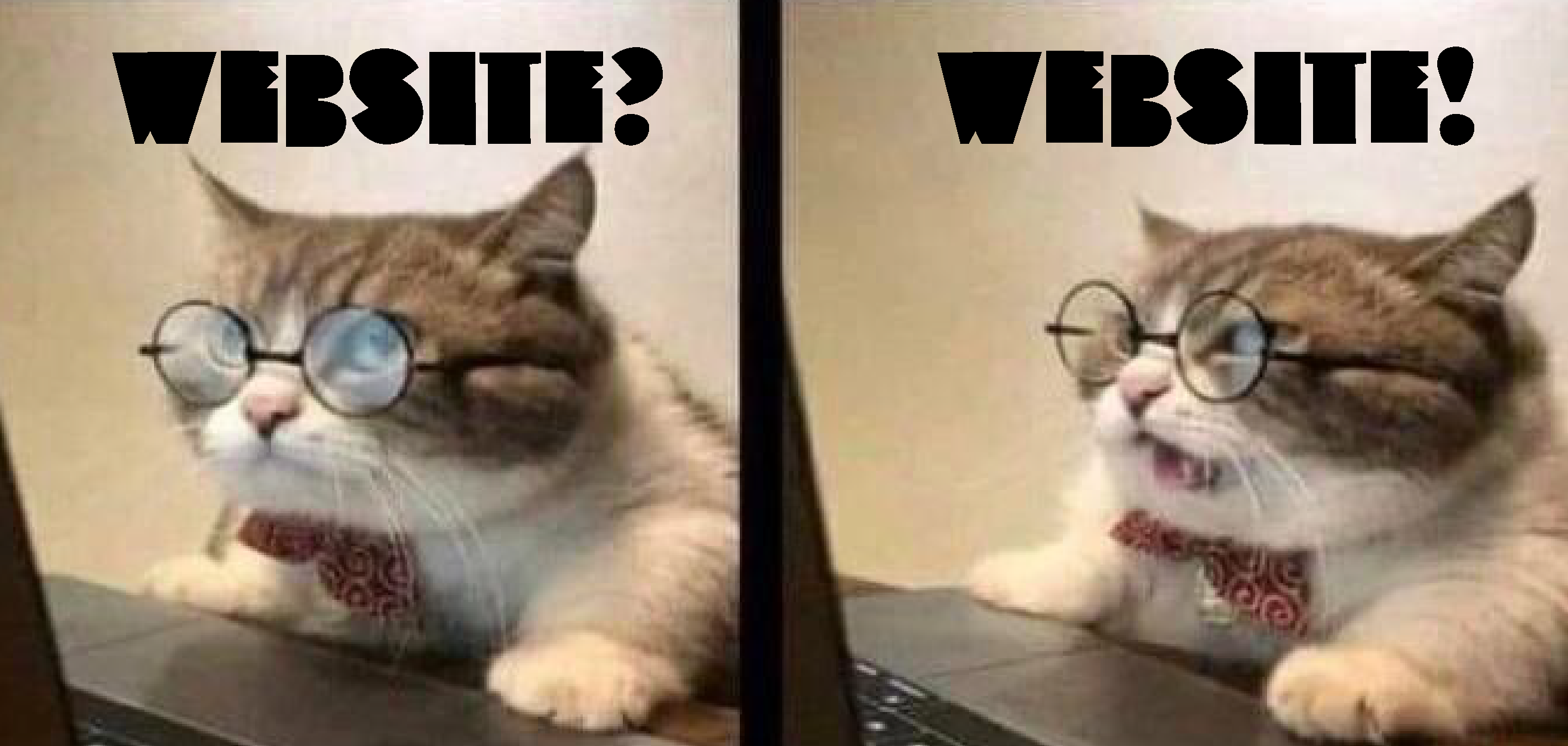 meme of cat at a computer wearing glasses with the text