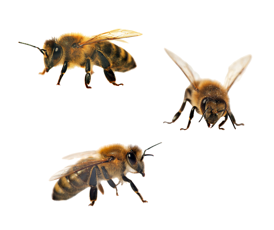 bees