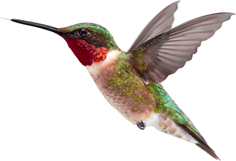 hummingbird