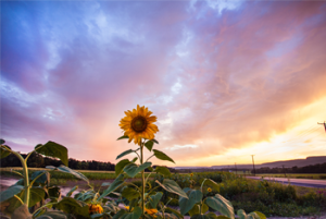 sunflower in a field at dusk