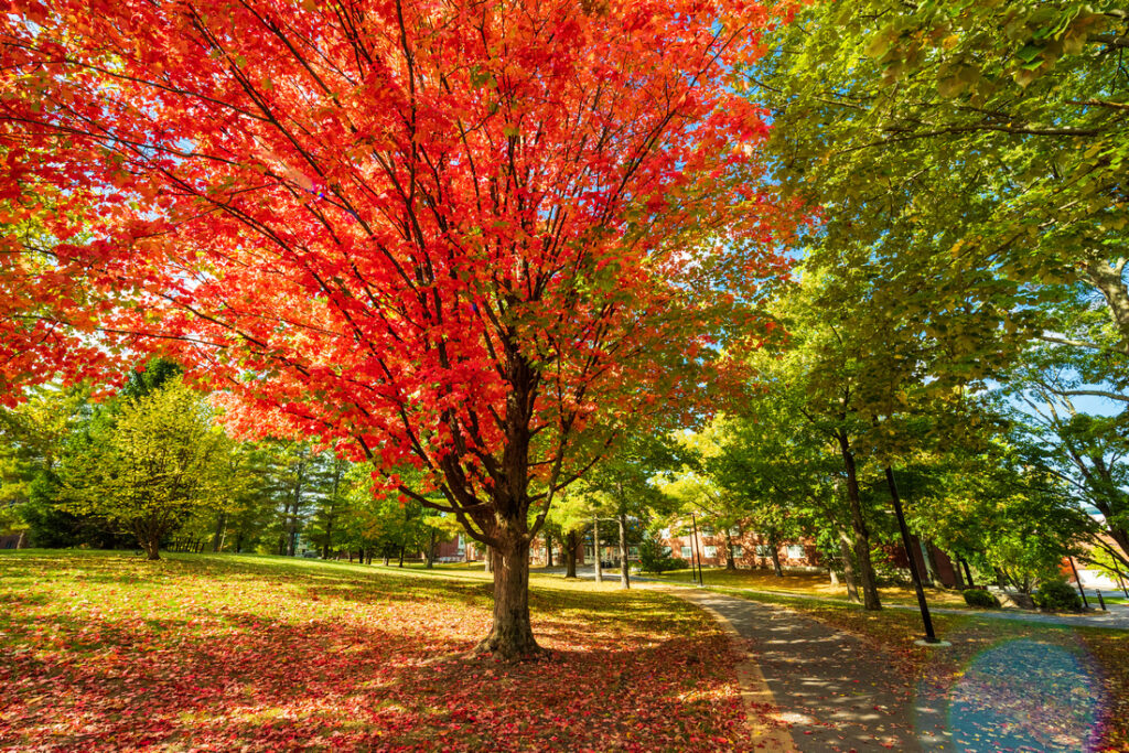 fall foliage